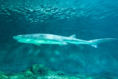 AHI-2009-09-28-12-39-58