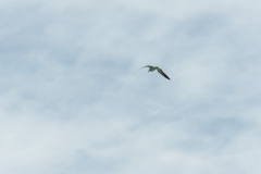 AHI-2009-10-12-13-03-36