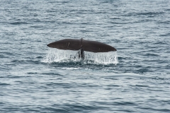 AHI-2009-10-14-11-49-23