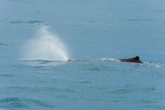 AHI-2009-10-14-12-45-34