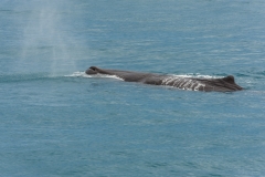 AHI-2009-10-14-12-45-47