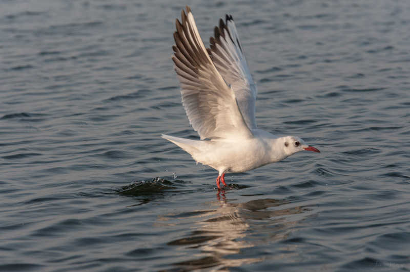 AHI-2011-02-06-03-53-42