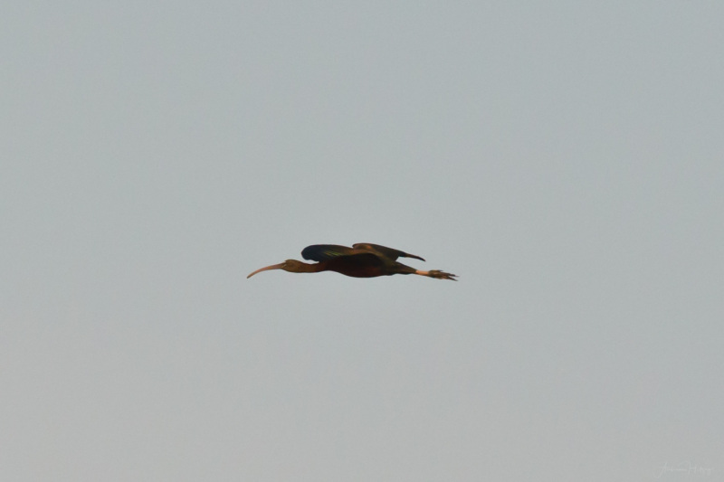 AHI-2011-02-06-08-33-04