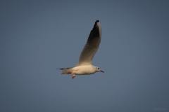 AHI-2011-02-06-08-12-23