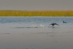 AHI-2011-02-06-08-16-38