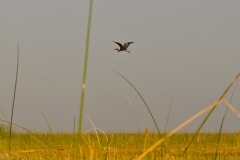 AHI-2011-02-06-08-26-22