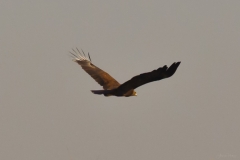 AHI-2011-02-06-08-31-03