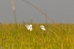 AHI-2011-02-06-08-31-36