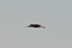 AHI-2011-02-06-08-33-04