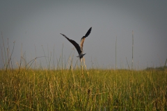 AHI-2011-02-06-08-36-15