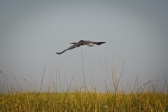 AHI-2011-02-06-08-36-16
