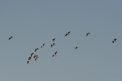 AHI-2011-02-06-08-46-59