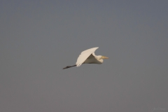 AHI-2011-02-06-09-27-16