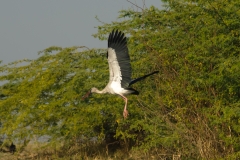 AHI-2011-02-06-09-40-14-2