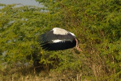 AHI-2011-02-06-09-40-14