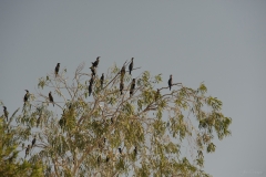 AHI-2011-02-06-10-00-34