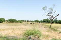 d-i-India-2014-2014-03-21-063