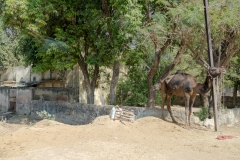 d-i-India-2014-2014-03-21-070