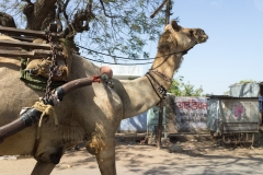d-i-India-2014-2014-03-21-071