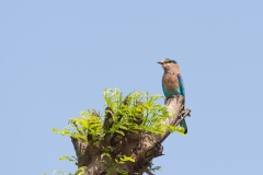 d-i-India-2014-2014-03-21-072
