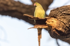 d-i-India-2014-2014-03-21-079