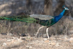 d-i-India-2014-2014-03-22-085