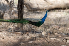 d-i-India-2014-2014-03-22-086