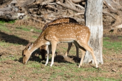d-i-India-2014-2014-03-22-089