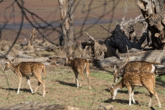 d-i-India-2014-2014-03-22-090