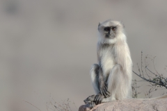 d-i-India-2014-2014-03-22-093