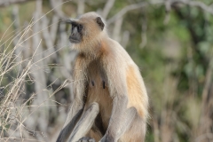 d-i-India-2014-2014-03-22-095