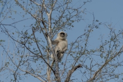 d-i-India-2014-2014-03-22-100