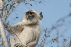 d-i-India-2014-2014-03-22-101