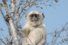 d-i-India-2014-2014-03-22-102