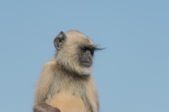 d-i-India-2014-2014-03-22-103