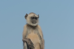 d-i-India-2014-2014-03-22-104
