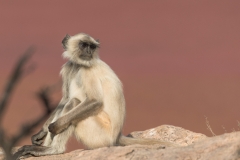 d-i-India-2014-2014-03-22-105