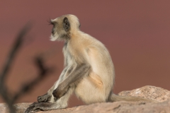d-i-India-2014-2014-03-22-106
