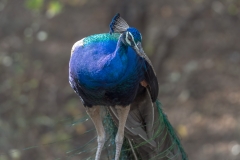 d-i-India-2014-2014-03-22-109