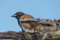 d-i-India-2014-2014-03-22-111