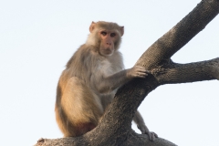 d-i-India-2014-2014-03-22-115