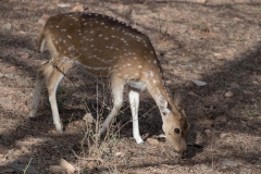 d-i-India-2014-2014-03-22-117