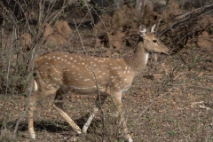 d-i-India-2014-2014-03-22-120