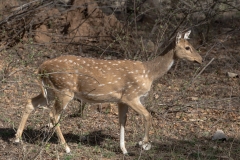 d-i-India-2014-2014-03-22-121