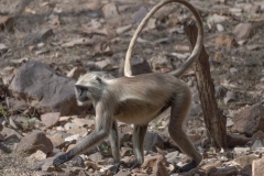 d-i-India-2014-2014-03-22-127