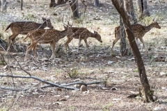 d-i-India-2014-2014-03-22-146