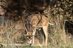 d-i-India-2014-2014-03-22-147