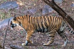 d-i-India-2014-2014-03-22-149