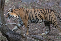d-i-India-2014-2014-03-22-150
