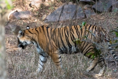 d-i-India-2014-2014-03-22-151